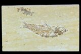 Bargain, Detailed Fossil Fish (Knightia) - Wyoming #120425-1